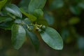 Small budding ruby red grapefruit Citrus Ãâ paradise on a tree Royalty Free Stock Photo